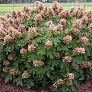Hydrangea Quercifolia Munchkin, Munchkin Oak Leaf Hydrangea, Munchkin Oakleaf Hydrangea, Oakleaf Hydrangea 'Munchkin', White Hydrangea, Small Hydrangea, Hydrangea Bush