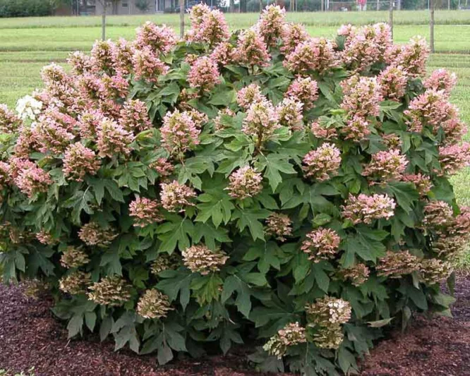 Hydrangea Quercifolia Munchkin, Munchkin Oak Leaf Hydrangea, Munchkin Oakleaf Hydrangea, Oakleaf Hydrangea 'Munchkin', White Hydrangea, Small Hydrangea, Hydrangea Bush