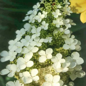 Hydrangea Quercifolia Pee Wee, Pee Wee Oak Leaf Hydrangea, Pee Wee Oakleaf Hydrangea, Oakleaf Hydrangea 'Pee Wee', Oak Leaf Hydrangea 'Pee Wee', White Hydrangea, Small Hydrangea, Hydrangea Shrub