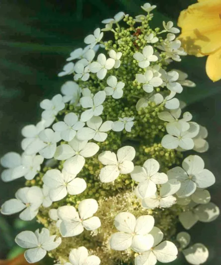 Hydrangea Quercifolia Pee Wee, Pee Wee Oak Leaf Hydrangea, Pee Wee Oakleaf Hydrangea, Oakleaf Hydrangea 'Pee Wee', Oak Leaf Hydrangea 'Pee Wee', White Hydrangea, Small Hydrangea, Hydrangea Shrub