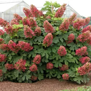 Hydrangea Quercifolia Ruby Slippers, Rubby Slippers Oak Leaf Hydrangea, Ruby Slippers Oakleaf Hydrangea, Oakleaf Hydrangea 'Ruby Slippers', Oak Leaf Hydrangea 'Ruby Slippers', Red Hydrangea, Small Hydrangea, Hydrangea Bush