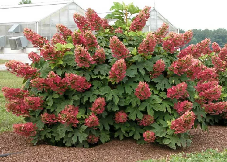 Hydrangea Quercifolia Ruby Slippers, Rubby Slippers Oak Leaf Hydrangea, Ruby Slippers Oakleaf Hydrangea, Oakleaf Hydrangea 'Ruby Slippers', Oak Leaf Hydrangea 'Ruby Slippers', Red Hydrangea, Small Hydrangea, Hydrangea Bush