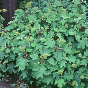 Hydrangea Quercifolia Sike's Dwarf, Sike's Dwarf Oak Leaf Hydrangea, Sike's Dwarf Oakleaf Hydrangea, Oakleaf Hydrangea 'Sike's Dwarf', Oak Leaf Hydrangea 'Sike's Dwarf', White Hydrangea, Small Hydrangea, Dwarf Hydrangea, Hydrangea Bush