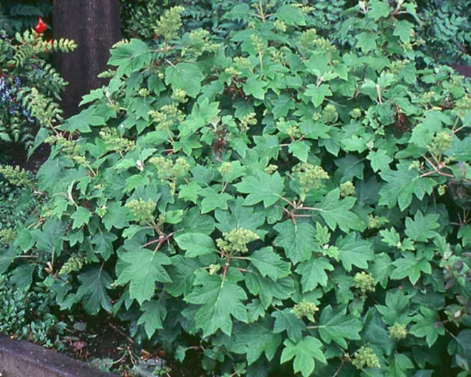 Hydrangea Quercifolia Sike's Dwarf, Sike's Dwarf Oak Leaf Hydrangea, Sike's Dwarf Oakleaf Hydrangea, Oakleaf Hydrangea 'Sike's Dwarf', Oak Leaf Hydrangea 'Sike's Dwarf', White Hydrangea, Small Hydrangea, Dwarf Hydrangea, Hydrangea Bush