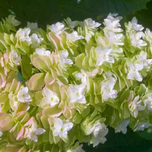 Hydrangea Quercifolia 'Snowflake',Snowflake Oak Leaf Hydrangea, Snowflake Oakleaf Hydrangea, Hydrangea 'Snowflake', Hydrangea quercifolia 'Brido', Hydrangea quercifolia 'Flore Pleno', Hydrangea quercifolia 'Snow Flake', white hydrangea, Hydrangea Bush