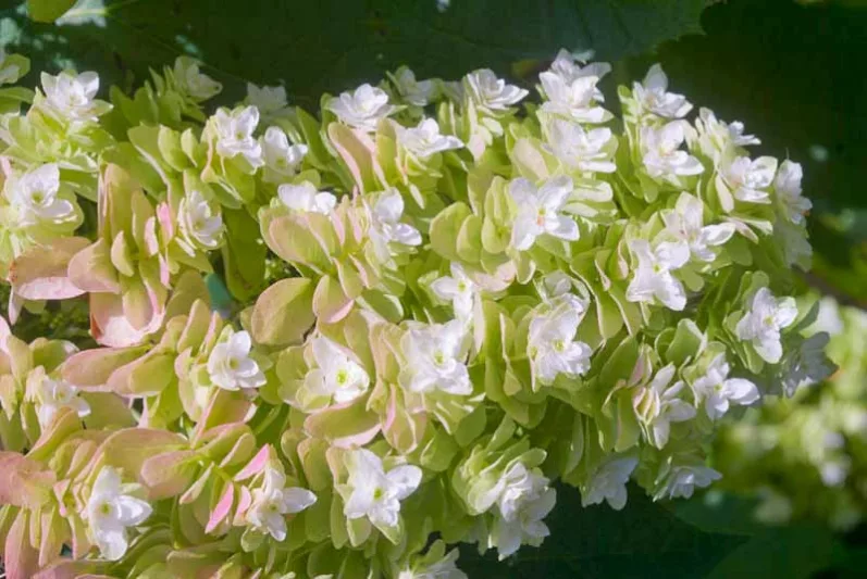 Hydrangea Quercifolia 'Snowflake',Snowflake Oak Leaf Hydrangea, Snowflake Oakleaf Hydrangea, Hydrangea 'Snowflake', Hydrangea quercifolia 'Brido', Hydrangea quercifolia 'Flore Pleno', Hydrangea quercifolia 'Snow Flake', white hydrangea, Hydrangea Bush