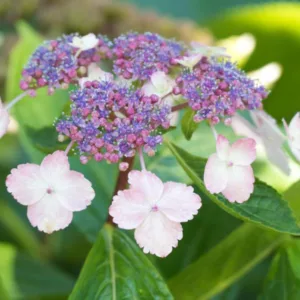 Hydrangea serrata 'Beni-Gaku', Mountain Hydrangea 'Beni Gaku', Mountain Hydrangea 'Benigaku', Mountain Hydrangea 'Rosalba', Hydrangea serrata 'Rosalba'