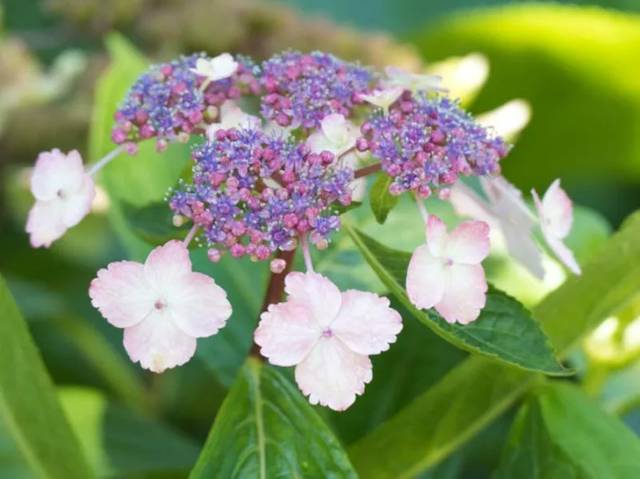 Hydrangea serrata 'Beni-Gaku', Mountain Hydrangea 'Beni Gaku', Mountain Hydrangea 'Benigaku', Mountain Hydrangea 'Rosalba', Hydrangea serrata 'Rosalba'