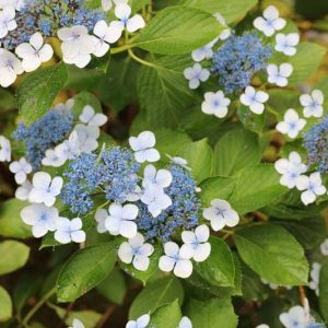 Hydrangea serrata 'Bluebird', Mountain Hydrangea 'Bluebird', Bluebird Mountain Hydrangea, Hydrangea serrata 'Acuminata', Hydrangea serrata var. acuminata, Blue Flowers, Blue Hydrangea