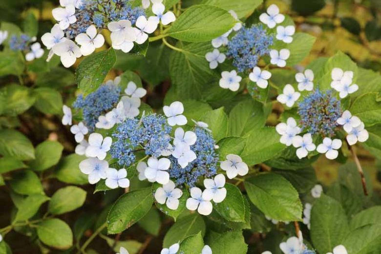 Hydrangea serrata 'Bluebird', Mountain Hydrangea 'Bluebird', Bluebird Mountain Hydrangea, Hydrangea serrata 'Acuminata', Hydrangea serrata var. acuminata, Blue Flowers, Blue Hydrangea