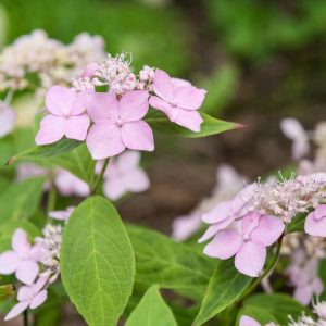 Hydrangea serrata 'Diadem', Mountain Hydrangea 'Diadem', Diadem Mountain Hydrangea, Pink Flowers, Pink Hydrangea