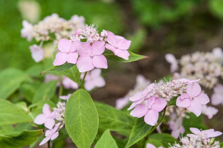 Hydrangea serrata 'Diadem', Mountain Hydrangea 'Diadem', Diadem Mountain Hydrangea, Pink Flowers, Pink Hydrangea