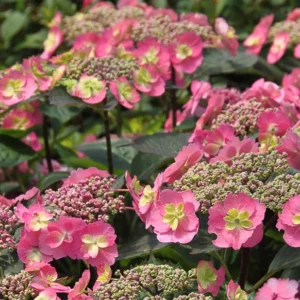 Hydrangea serrata Tuff Stuff™, Mountain Hydrangea Tuff Stuff™, Tuff Stuff™ Mountain Hydrangea, Pink Flowers, Pink Hydrangea