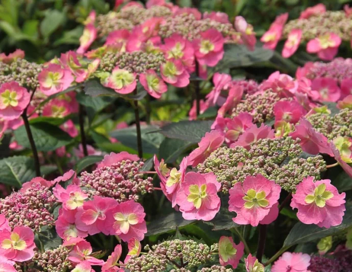 Hydrangea serrata Tuff Stuff™, Mountain Hydrangea Tuff Stuff™, Tuff Stuff™ Mountain Hydrangea, Pink Flowers, Pink Hydrangea