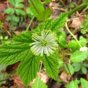 Hydrastis canadensis, Goldenseal, Eye Balm, Eye Root, Gold Seal, Golden Seal, Ground Raspberry, Ice Root, Indian Dye, Indian Turmeric, Orange Root, Turmeric Root, Yellow Eye