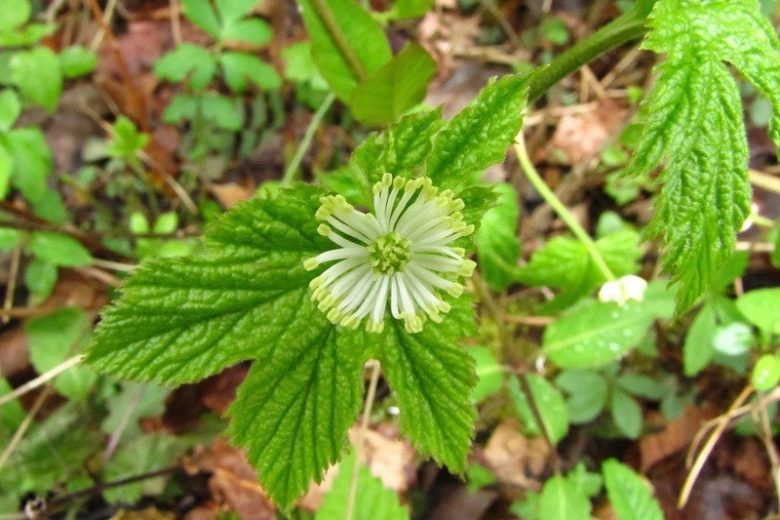 Hydrastis canadensis, Goldenseal, Eye Balm, Eye Root, Gold Seal, Golden Seal, Ground Raspberry, Ice Root, Indian Dye, Indian Turmeric, Orange Root, Turmeric Root, Yellow Eye