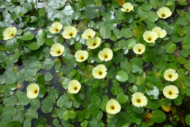 Hydrocleys nymphoides, Water Poppy, Pond Plants, Water Plants, Aquatic Plants, Yellow Flowers