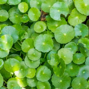 Hydrocotyle umbellata, Manyflower Marsh-Pennywort, Many-Flowered Marsh-Pennywort, Marsh Pennywort, Water Pennywort, Money Plant,  Dollarweed, Navelwort, Pennywort, Pond Plants, Groundcover