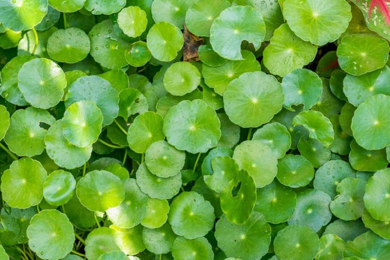 Hydrocotyle umbellata, Manyflower Marsh-Pennywort, Many-Flowered Marsh-Pennywort, Marsh Pennywort, Water Pennywort, Money Plant,  Dollarweed, Navelwort, Pennywort, Pond Plants, Groundcover