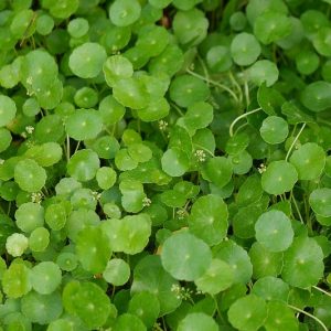 Hydrocotyle verticillata, Whorled Marsh Pennywort, Whorled Pennywort, Water Pennywort, Pond Plants, Water Plants, Aquatic Plants, Yellow Flowers