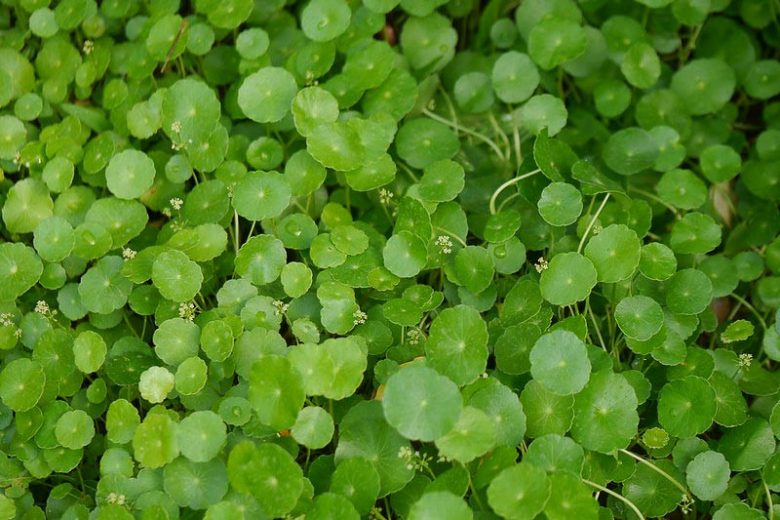 Hydrocotyle verticillata, Whorled Marsh Pennywort, Whorled Pennywort, Water Pennywort, Pond Plants, Water Plants, Aquatic Plants, Yellow Flowers