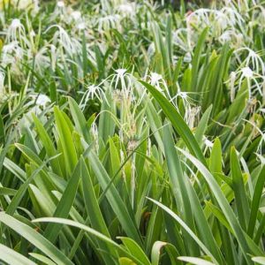 Hymenocallis 'Tropical Giant', Peruvian Daffodil 'Tropical Giant', Spider Lily 'Tropical Giant', Fragrant flowers, White Flowers