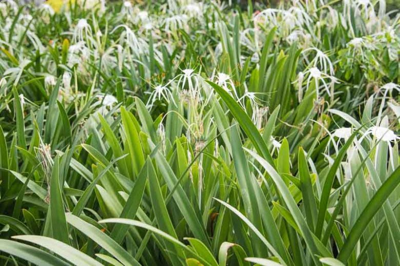 Hymenocallis 'Tropical Giant', Peruvian Daffodil 'Tropical Giant', Spider Lily 'Tropical Giant', Fragrant flowers, White Flowers