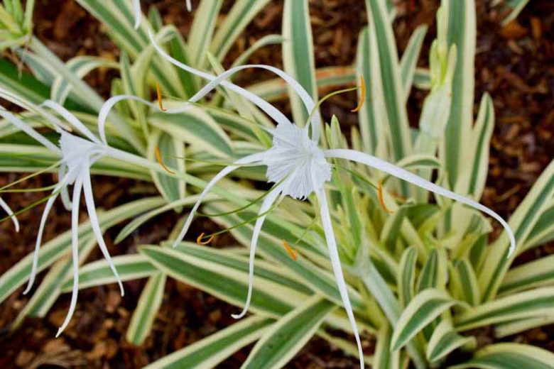 Hymenocallis caribaea 'Variegata', Caribbean Spider Lily, Variegated Spider Lily, summer flowers, Fragrant flowers, White Flowers