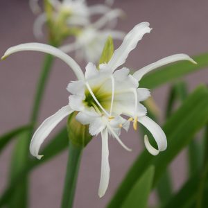 Hymenocallis liriosme, Texas Spider Lily, Spring Spider Lily, Spider Lily, Louisiana Spider Lily, Western Marsh Spider Lily,, summer flowers, Fragrant flowers, White Flowers