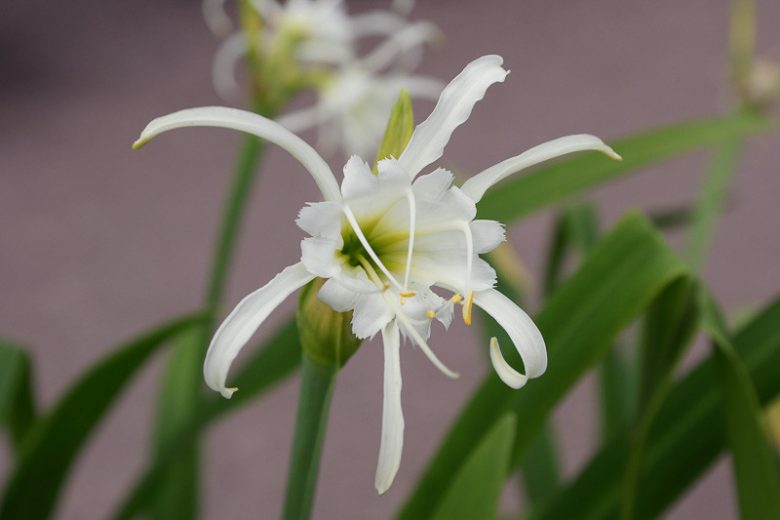 Hymenocallis liriosme, Texas Spider Lily, Spring Spider Lily, Spider Lily, Louisiana Spider Lily, Western Marsh Spider Lily,, summer flowers, Fragrant flowers, White Flowers