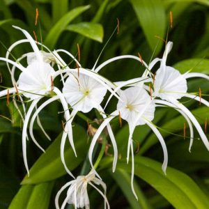 Hymenocallis littoralis, Beach Spider Lily, Spider Lily, Peruvian Daffodil, summer flowers, Fragrant flowers, White Flowers