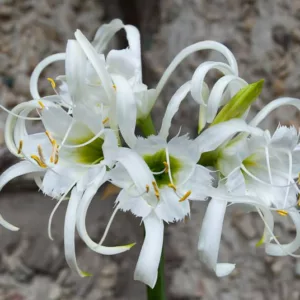 Hymenocallis x festalis, Peruvian Daffodil, Spider Lily, Ismene, Ismene x deflexa, Fragrant flowers, White Flowers