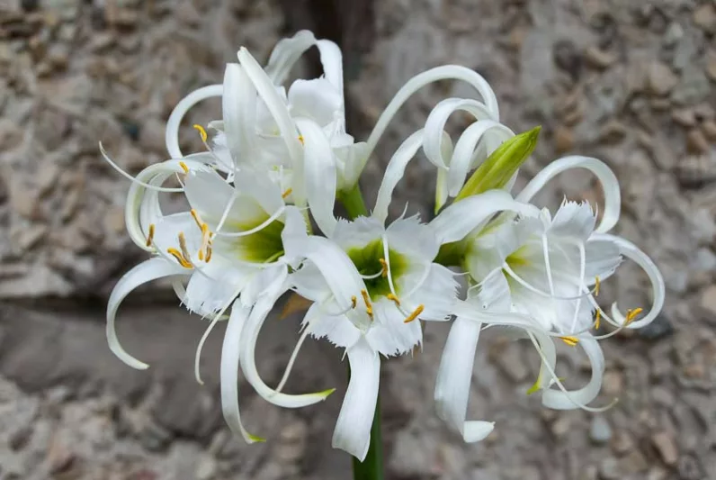 Hymenocallis x festalis, Peruvian Daffodil, Spider Lily, Ismene, Ismene x deflexa, Fragrant flowers, White Flowers