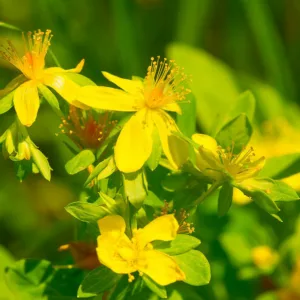 Hypericum ascyron, Great St. John's Wort, Giant St. John's Wort, Hypericum pyramidatum, Yellow Shrub, yellow flowers