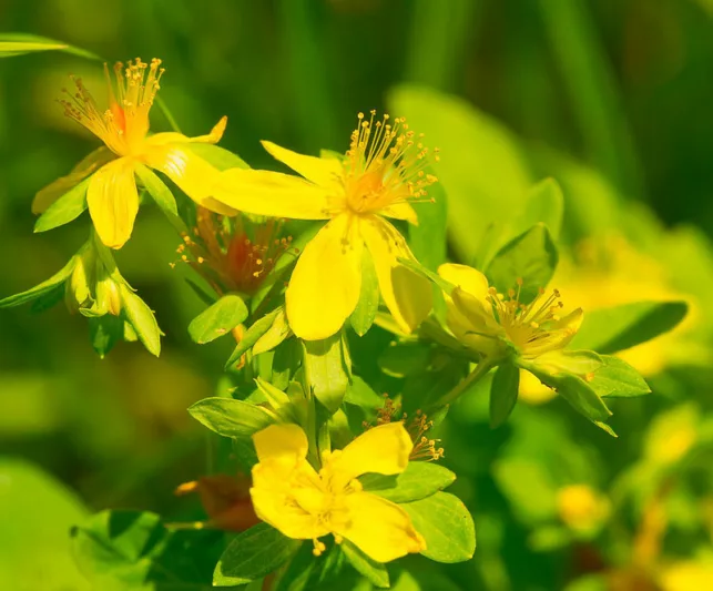 Hypericum ascyron, Great St. John's Wort, Giant St. John's Wort, Hypericum pyramidatum, Yellow Shrub, yellow flowers