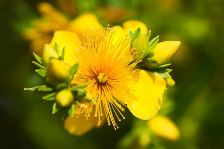 Hypericum densiflorum, Bushy St. John's-wort, Yellow Shrub, yellow flowers