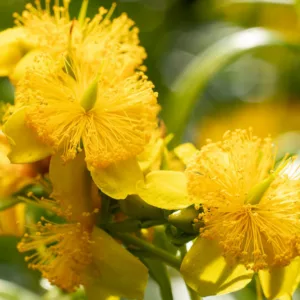 Hypericum prolificum, Shrubby St. John's-wort, Hypericum spathulatum, Yellow Shrub, yellow flowers