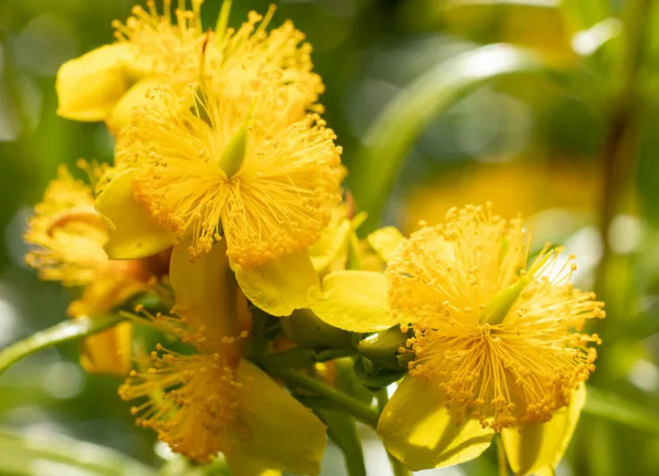 Hypericum prolificum, Shrubby St. John's-wort, Hypericum spathulatum, Yellow Shrub, yellow flowers