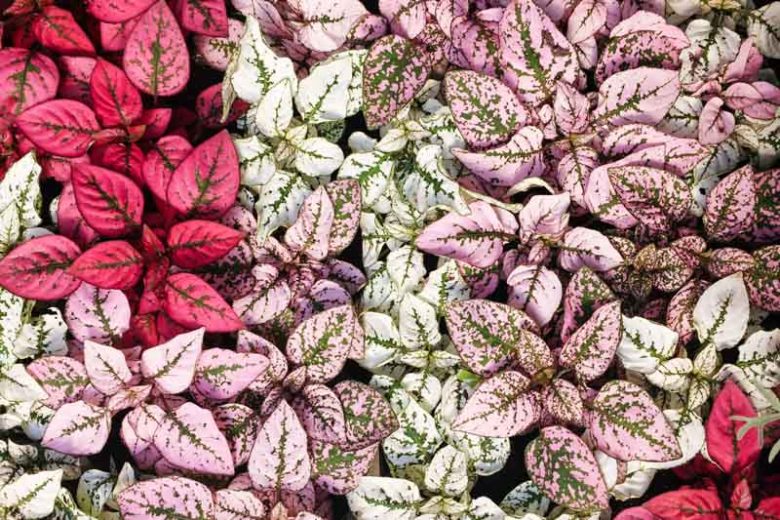 Hypoestes phyllostachya, Polka Dot Plant, Freckle Face, Measles Plant, Pink Dot, Flamingo Plant
