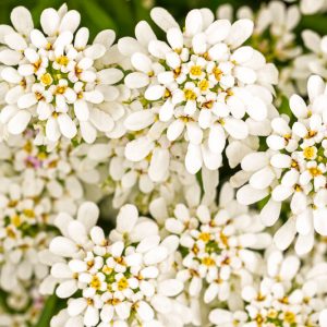 Iberis Sempervirens, Evergreen Candytuft, Perennial Candytuft, Edging Candytuft
