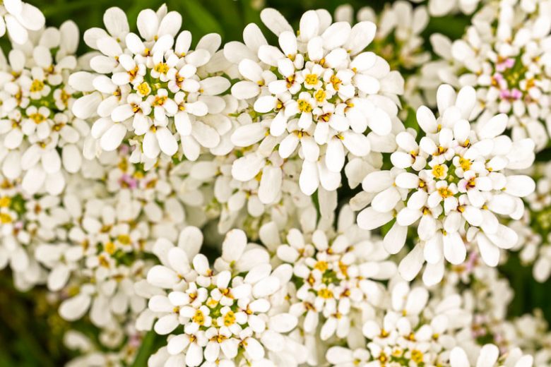 Iberis Sempervirens, Evergreen Candytuft, Perennial Candytuft, Edging Candytuft