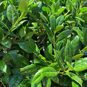 Ilex cornuta 'Needlepoint', Chinese Holly 'Needlepoint', Needlepoint Holly, Willowleaf Holly, evergreen shrub, Red Berries, columnar shrub