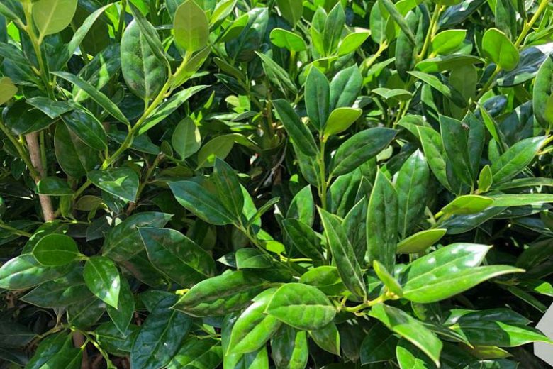 Ilex cornuta 'Needlepoint', Chinese Holly 'Needlepoint', Needlepoint Holly, Willowleaf Holly, evergreen shrub, Red Berries, columnar shrub