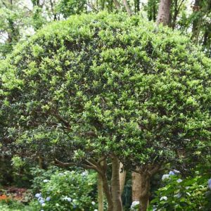 Ilex crenata, Japanese Holly, Boxleaf Holly 'Sky Pencil', Box-leaved Holly, evergreen shrub, Black Berries, Blue Berries