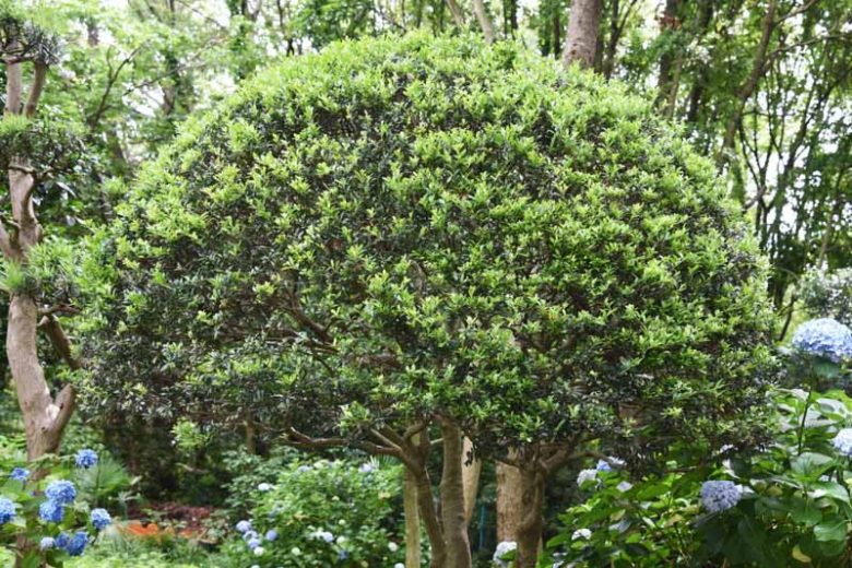 Ilex crenata, Japanese Holly, Boxleaf Holly 'Sky Pencil', Box-leaved Holly, evergreen shrub, Black Berries, Blue Berries