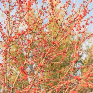 Ilex decidua, Possumhaw, Possumhaw Holly, Deciduous Holly, Meadow Holly, Prairie Holly, Swamp Holly, Welk Holly, Deciduous Yaupon, Bearberry, Winterberry