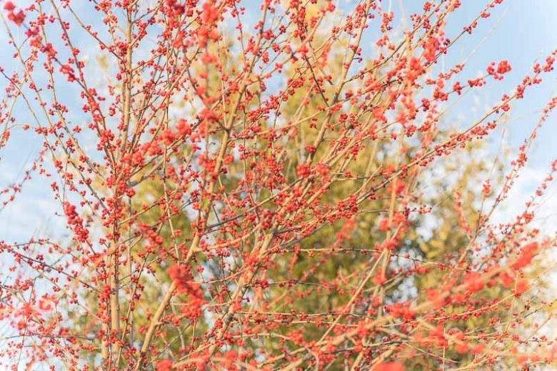 Ilex decidua, Possumhaw, Possumhaw Holly, Deciduous Holly, Meadow Holly, Prairie Holly, Swamp Holly, Welk Holly, Deciduous Yaupon, Bearberry, Winterberry