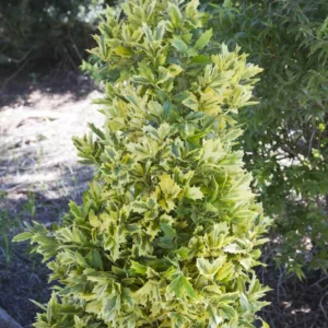 Ilex Golden Oakland, Ilex hybrid 'Magden', Variegated Holly, Variegated Ilex, evergreen shrub, columnar shrub