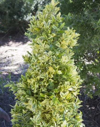 Ilex Golden Oakland, Ilex hybrid 'Magden', Variegated Holly, Variegated Ilex, evergreen shrub, columnar shrub