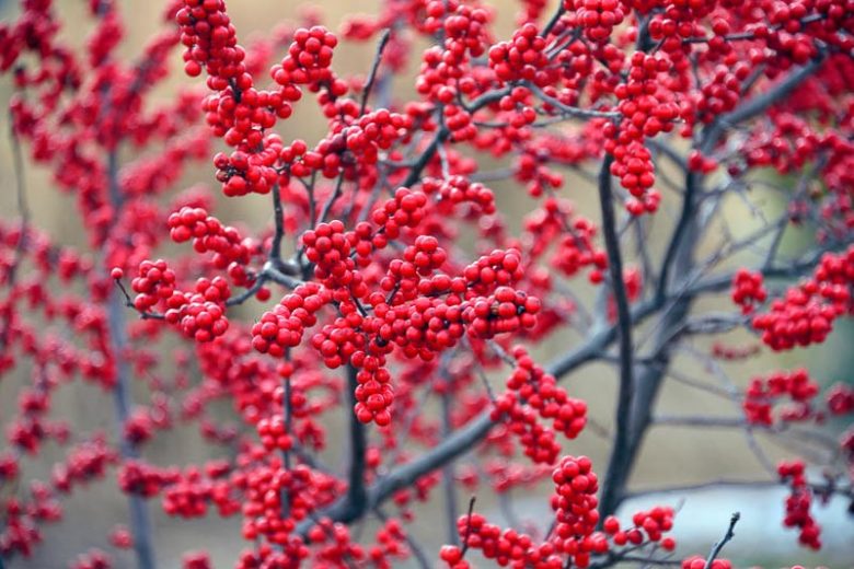 Ilex Verticillata, Winterberry, Common Winterberry, Winterberry, Michigan Holly, Black Alder, Red berries, evergreen shrub, American winterberry